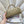 CC Maxi Flap Bag with Top Handle 31.5cm Khaki Quited Caviar Leather