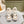 LV Archlight Platform Ankle Boots 5cm White Cowhide Wool 555520