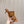 Alaia 2025 Vienne Cutout Kitten-Heel Slide Sandals Brown Leather 293649