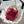 CC HOBO MINI 20CM PINK WHITE LAMBSKIN