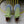 LP 360 LP FLEXY WALK SNEAKER PEAR AND STONE WOOL