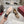 GG Women's Loafer Pump 55mm Horsebit Beige Canvas 502604