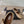 ballet flat in strass beige lambskin