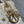 CD Lady 17cm White Canvas Star Diamond Embellished Pearl