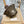 BUCKET HAT IN WOOD BROWN CALFSKIN 431731