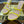 RC 25C Snake-Shaped Sandals 9.5cm Yellow Sheepskin 310625