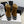 CC 26 Combat Boot Tan Black Suede 588798