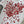CD Butterfly Lover T-shirt White Red Cotton