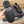 CD EXPLORER DERBY SHOE BLACK AND BEIGE CALFSKIN