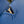 capucines mm 31.5 cobalt blue taurillon leather gold hardware