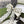 RIBBON BOW HAIR CLIP IN IVORY WHITE RE-NYLON ATTACHED PEARL 358258