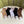LOW-CUT SOCKS 427593 (1 BOX)