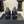 CC 26s Square Toe Pump Black Sheepskin 835682