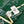 Complication Equestre Scarf 90 CM In Green Coloful Silk Twill  345899