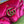 GG MARMONT MINI 22 BAG IN BRIGHT PINK VELVET