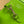 JACKIE NOTTE MINI BAG 19 IN LIME GREEN CRACKED LACQUER CALFSKIN GOLD HARDWARE