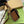 HORSEBIT 1955 MINI TOP HANDLE BAG 18 IN BEIGE CANVAS AND BROWN CALFSKIN GOLD HARDWARE