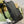 MEDIUM 40 GG BACKPACK WITH TAG BLACK CALFSKIN AND CANVAS