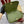 BLONDIE MEDIUM SHOULDER BAG 32 IN JUNIPER GREEN CALFSKIN AND SUEDE GOLD HARDWARE