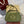 BLONDIE MEDIUM SHOULDER BAG 32 IN JUNIPER GREEN CALFSKIN AND SUEDE GOLD HARDWARE