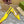 WOMEN'S HORSEBIT SLINGBACK PUMP LEMON CANVAS