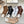LOW-CUT SOCKS 420795 (1 BOX)