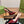 GG SIGNORIA SLINGBACK PUMP BLOOD LAMBSKIN