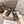 GGDB Sneakers Dark Brown White Star Leather 983563