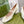 HORSEBIT MARY JANE HEEL IN WHITE CALFSKIN