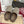 GC 25 Horsebit Mule Beige Ebony Monogram Canvas