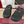 GC 25 Horsebit Mule Black Monogram Canvas