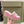 CC 26s Platform Mules Pink Lambskin Fabric 916997