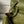 CC Croc Embossed Flap Bag 32cm Olive Imported Leather