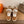 HM 26S Flocon Botines 4cm Tan Suede Shearling 110590