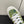 LP CLASSIC BISCUIT SNEAKER PEAR CALFSKIN