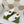 GG JULIO SNEAKER WITH WEB WHITE CANVAS