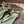 LP MINDIL SANDAL ROBIN 'S EGG SILK