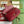 gg marmont 26cm dark red calfskin gold hardware