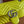Gucci GG Marmont Bag Yellow Sheepskin 250855