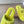 Miu Slippers Lemon Yellow Wool