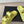 DAD SANDAL IN LEMON YELLOW CALFSKIN MULE