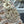 CD Mini Lady 17 Beige Satin Embroidery Diamond