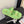 CC 25 Dad Sandal Mule Green Calfskin