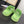 CC 25 Dad Sandal Mule Green Calfskin