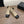 CC 26s Oxford Boots 5.5cm Beige Suede 909939