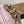 WALLET ON CHAIN IVY 23 IN LIGHT PINK MONOGRAM PERFORATED CALFSKIN GOLD HARDWARE