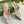GC Horsebit Slingback Pump 50mm White Sheepskin 294562