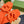 GG Rubber Slide Orange Tiger