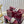 GC 25 Horsebit GG 50mm Sandals Red Canvas Sheepskin 294665