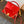 WALLET ON CHAIN CAPUCINES 23 IN RED SMOOTH CALFSKIN GOLD HARDWARE